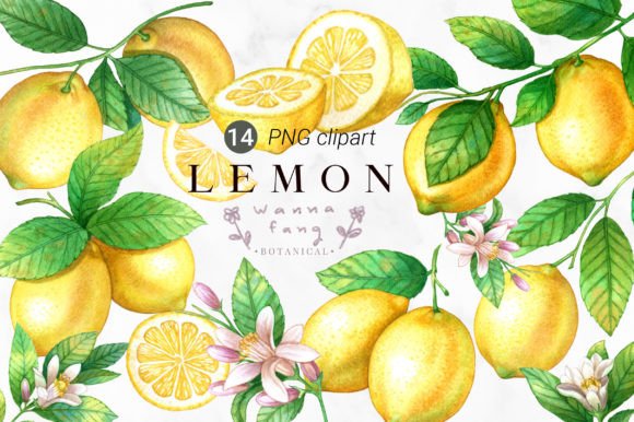 Lemon Fruit Watercolor Clipart PNG Illustrations