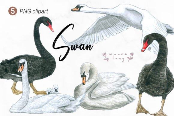 Swan Watercolor Animal Clipart, PNG: A Designer’s Honest Review for Branding and Visual Projects